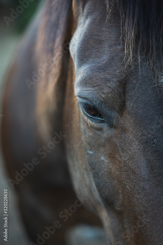 Horse eye close-up © Tommy