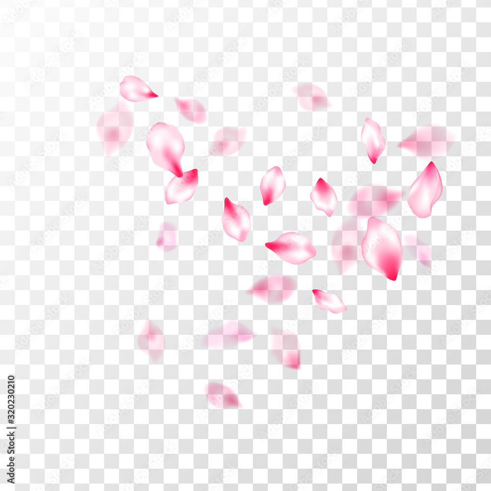 Obraz Pink cherry blossom petals isolated