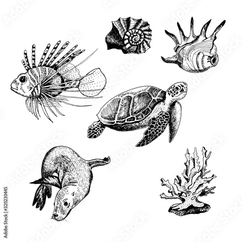 Ocean Life and Marine Creatures with Loggerhead Turtle and Shell Vector Set