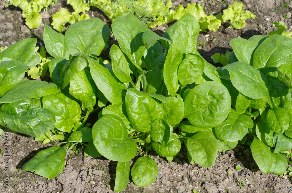 Spinach grows in a vegetable garden Spinach grows in a vegetable garden
