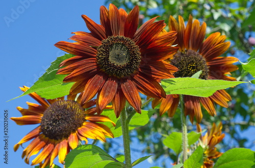 Decorative sunflowers bloom in the garden