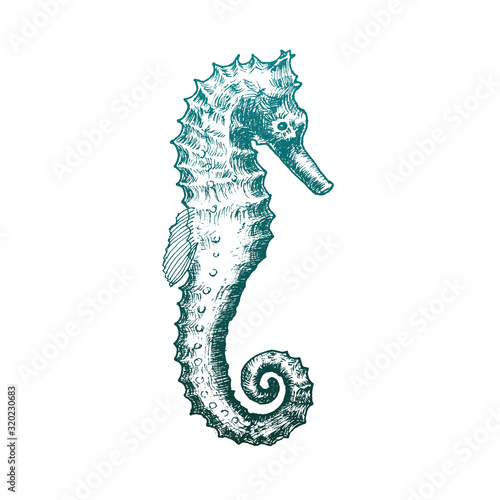 Seahorse with Swirling Tail Vector Sketched Illustration