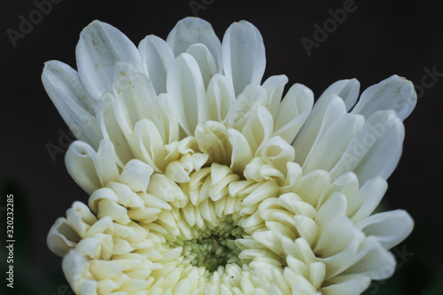 white color dalia flower with soft background