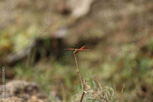 red dragonfly on a stick