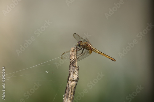 yellow dragonfly on stick