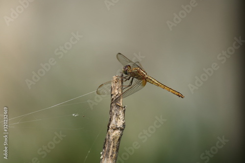 yellow dragonfly on stick © Muthukumar