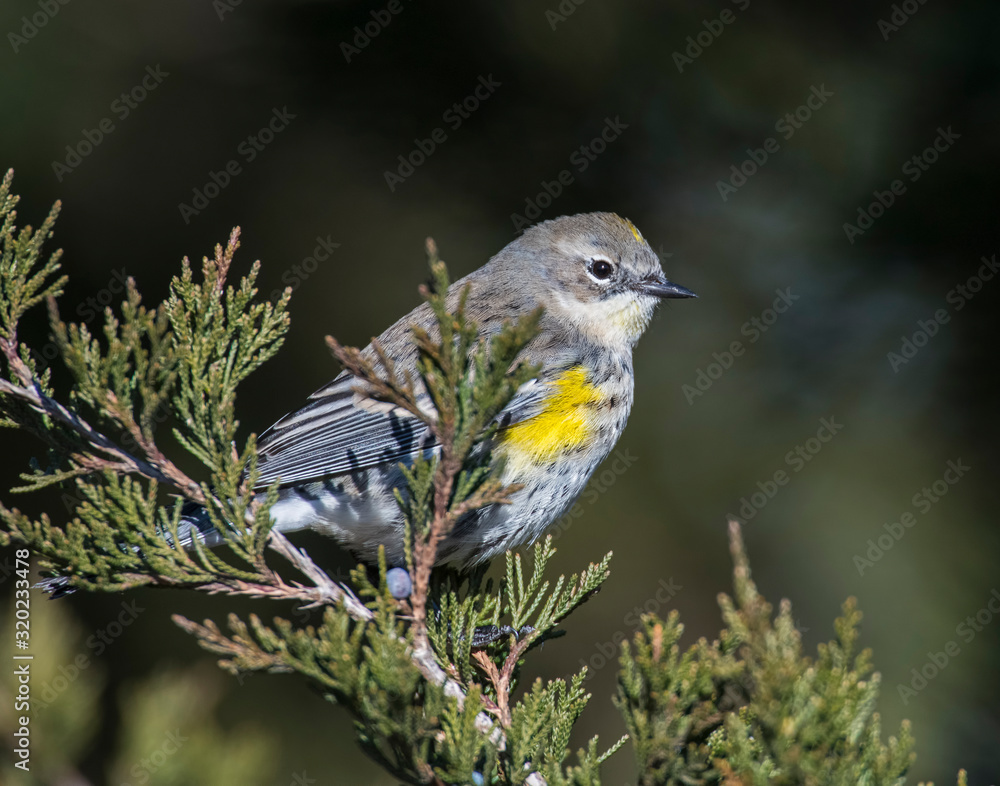 Naklejka premium Yellow-rumped Warbler on a perch