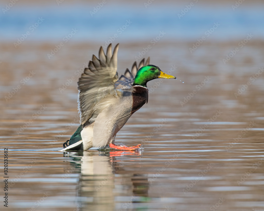 Mallard in flight Mallard in flight