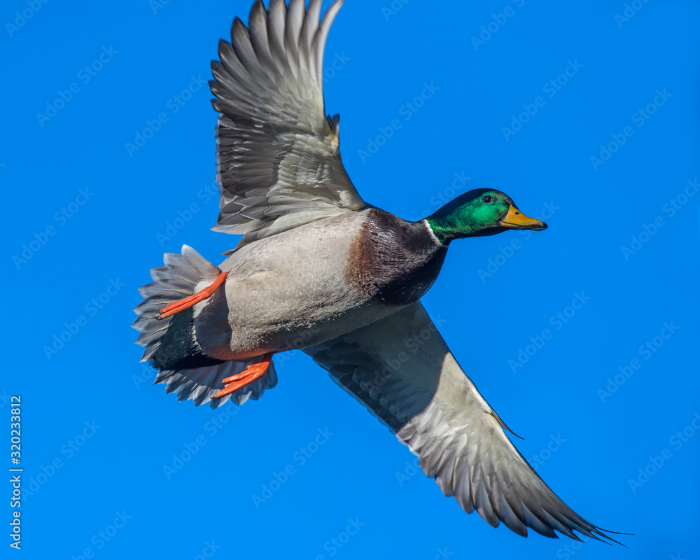 Obraz premium Mallard in flight