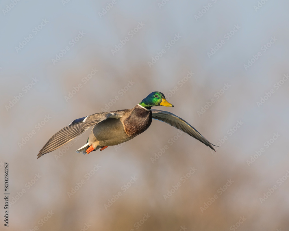 Obraz premium Mallard in flight