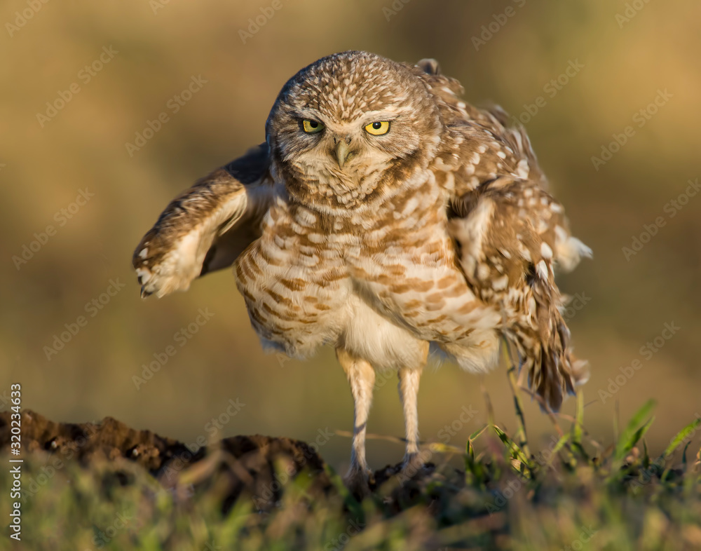 Obraz premium Burrowing Owl