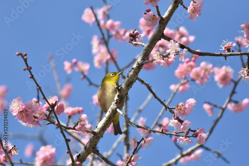 梅の花とウグイス