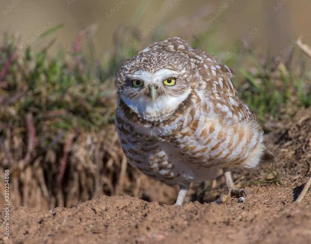 Burrowing Owl Burrowing Owl