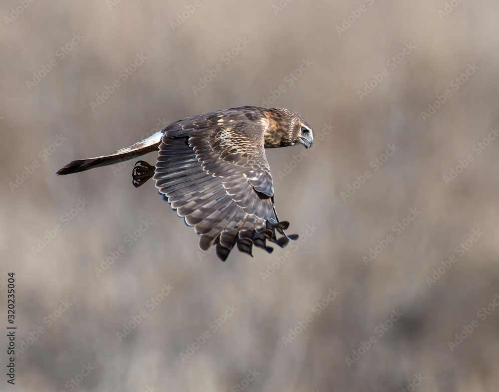 Fototapeta premium Northern Harrier in flight