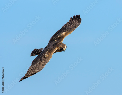 Northern Harrier in flight
