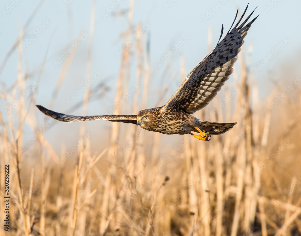 Obraz premium Northern Harrier in flight
