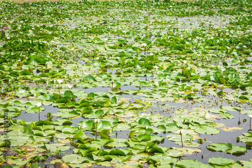Lotus pond with sunlight. Flower of the buddha symbol. © kaisorn