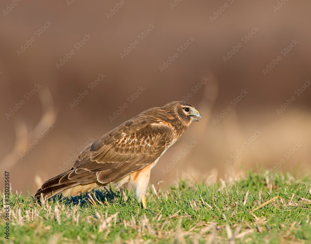 Northern Harrier on the ground