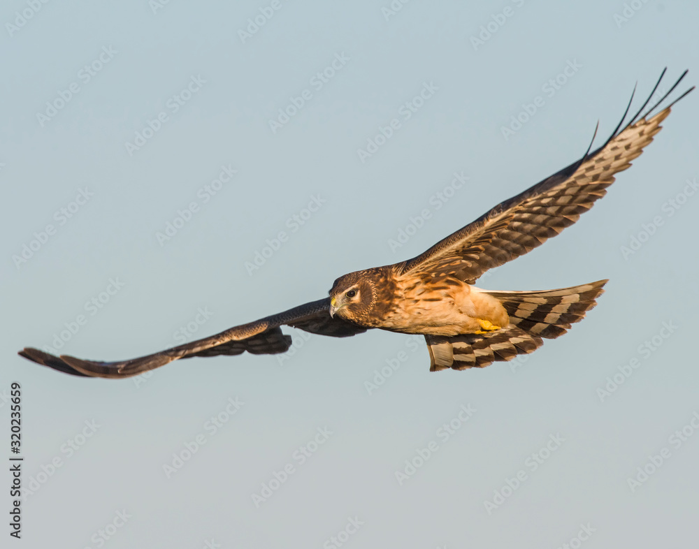 Obraz premium Northern Harrier in flight