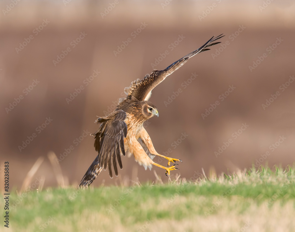 Fototapeta premium Northern Harrier in flight