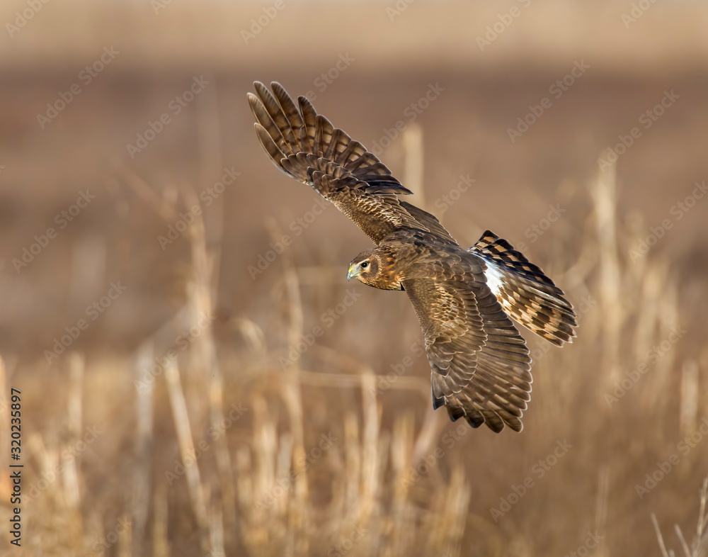Fototapeta premium Northern Harrier in flight