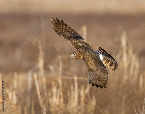 Northern Harrier in flight