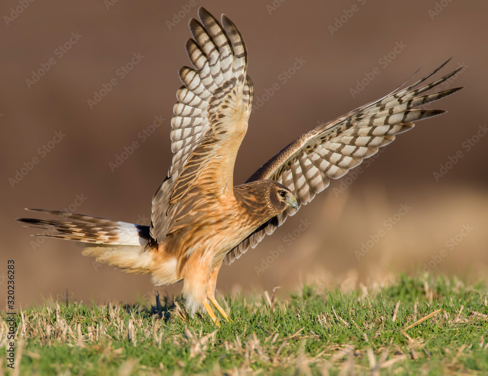 Fototapeta premium Northern Harrier in flight