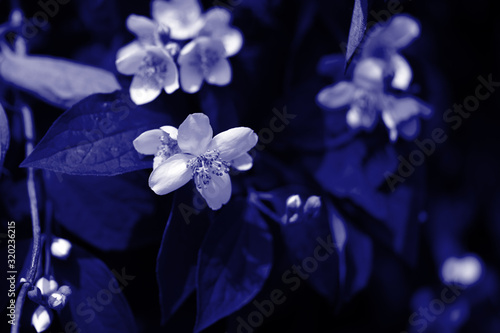 Mock orange  Philadelphus  beautiful flowers bloom in the summer garden. Blue color toned