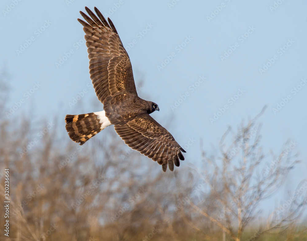 Fototapeta premium Northern Harrier in flight
