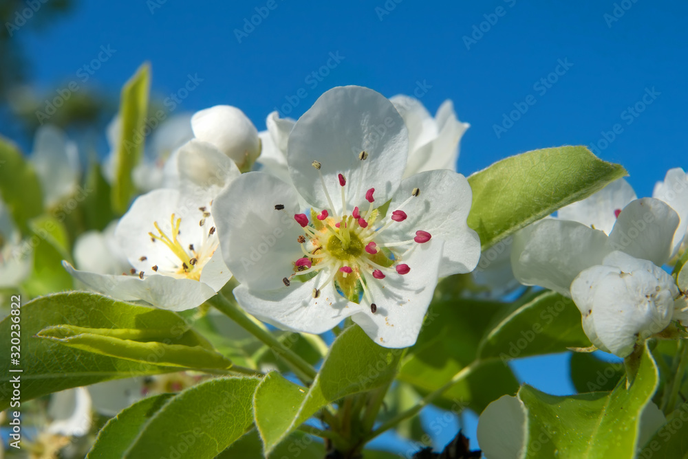 Obraz premium Pear flower on a tree branch in spring