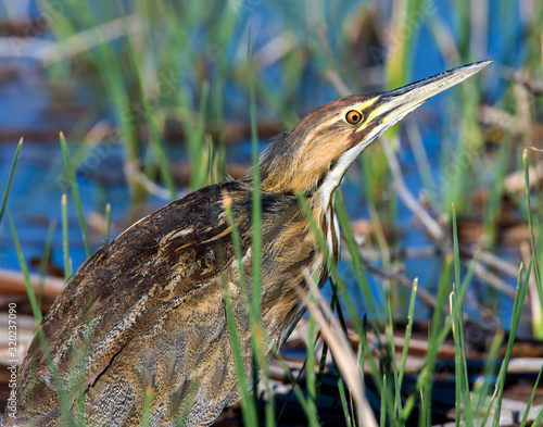 American Bittern in a marsh