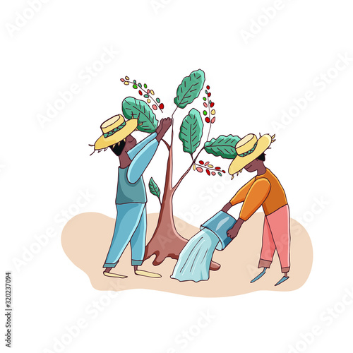 Farmers harvest coffee and water coffee trees. Vector illustration. Cutie cartoon characters. Men on a coffee plantation.