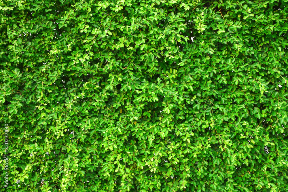 Green leaf wall texture background. Nature view of green plants. Environmental freshness wallpaper concept. Green leaf wall texture background. Nature view of green plants. Environmental freshness wallpaper concept.