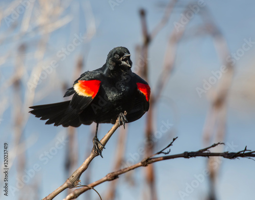 Male Red-winged Blackbird on a perch