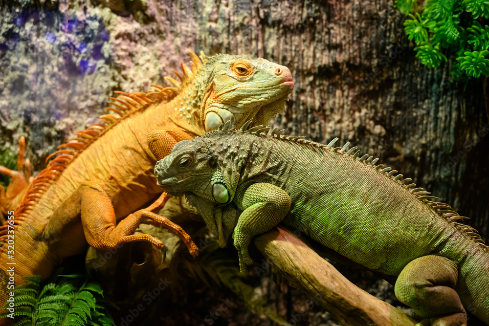 Fototapeta premium Two iguanas sitting on a branch