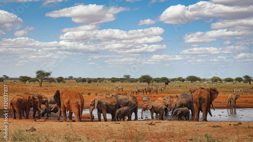 Herd of elefants at the watering place