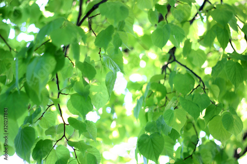 blurred natural background with Linden branches and leaves out of focus.