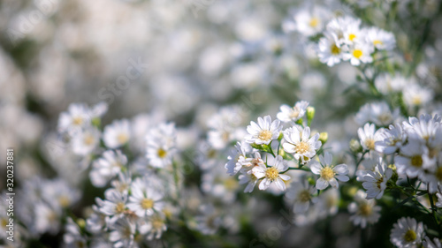 Soft focus with white daisies, garden daisies White, white daisies close-up, white daisies intersecting with the blue sky © tummakorn