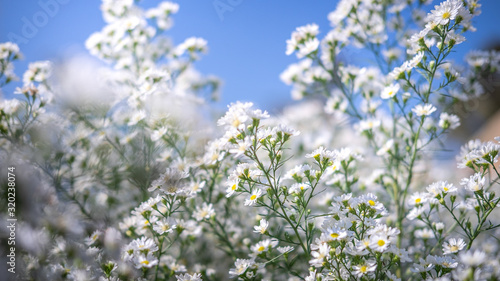 Soft focus with white daisies, garden daisies White, white daisies close-up, white daisies intersecting with the blue sky © tummakorn