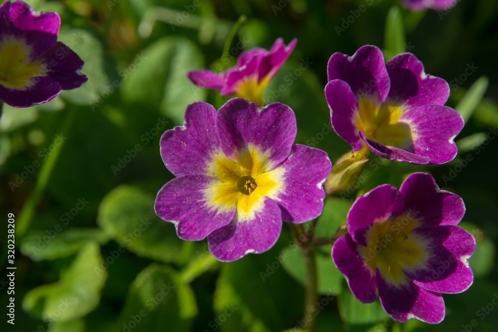 Beautiful little periwinkle flowers blooming in spring in the garden Beautiful little periwinkle flowers blooming in spring in the garden