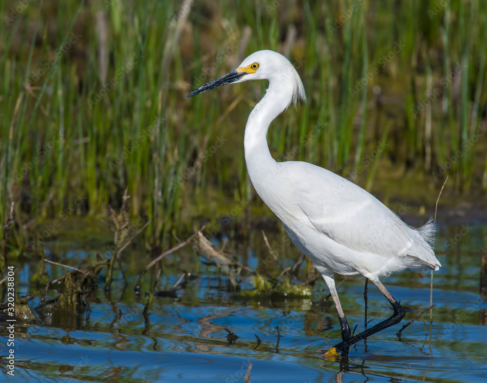Snowy Egret Snowy Egret