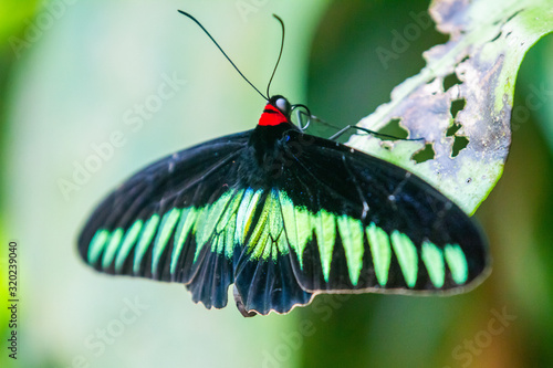 Rajah Brooke black and green birdwing  butterfly photo