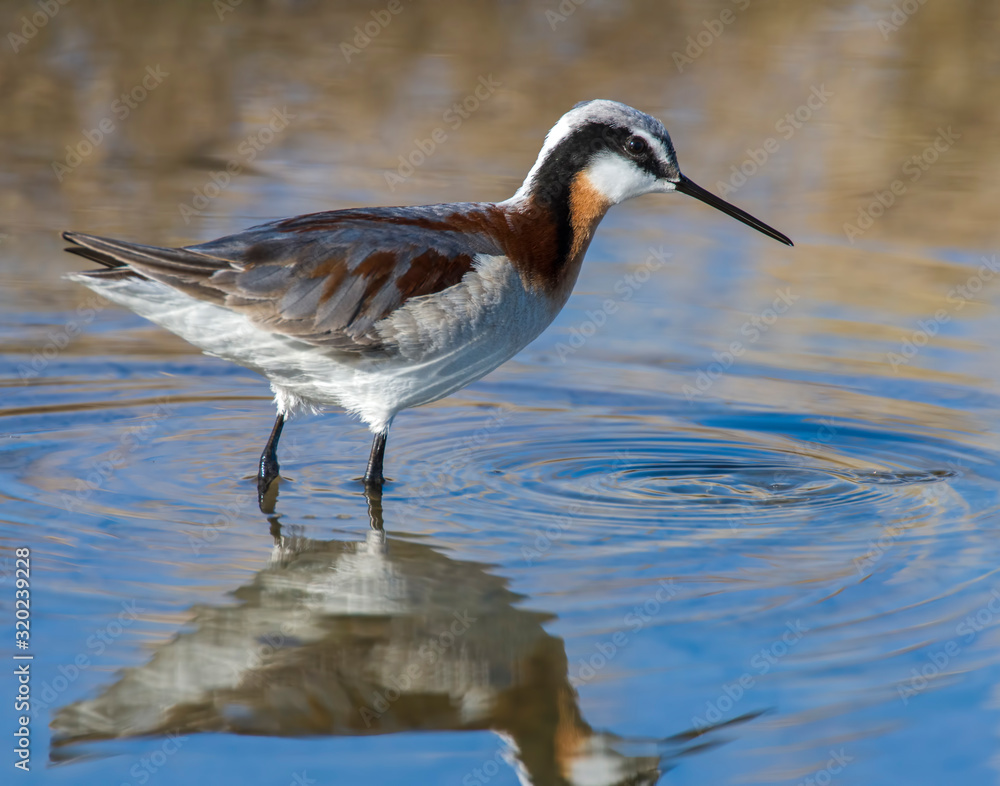 Wilson's Phalarope Wilson's Phalarope
