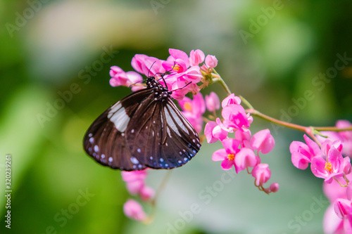 Tirumala septentrionis, the dark blue tiger butterfly photo