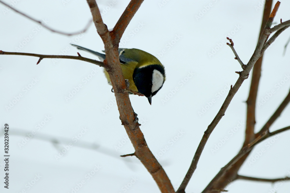 Naklejka premium great tit on branch of tree