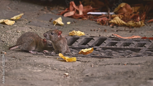 Obraz na plátně TWO RATS ON THE STREET