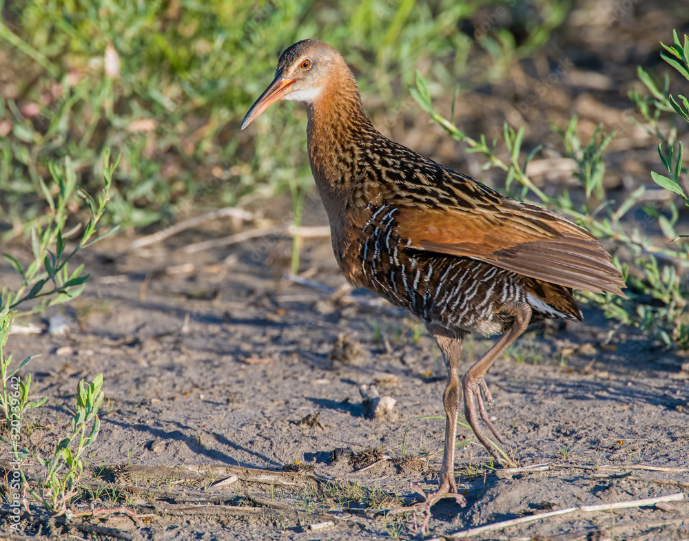 King Rail in a marsh King Rail in a marsh