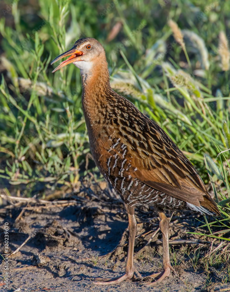 Obraz premium King Rail in a marsh