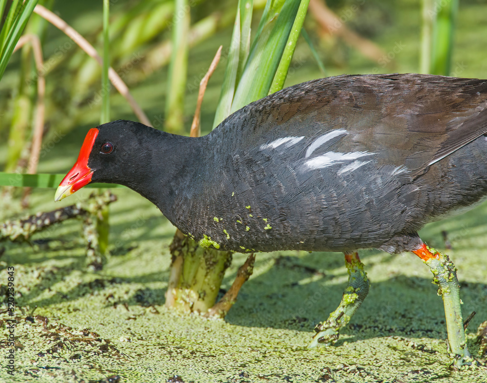 Obraz premium Common Gallinule in a marsh