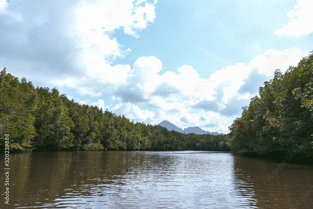 Fototapeta premium Mangrove forest concept. Riverside of beautiful mangrove forest in Trang Province, Thailand. It is Natural attractions forest, Local community conserve for Aquatic animals, learn about natural source.